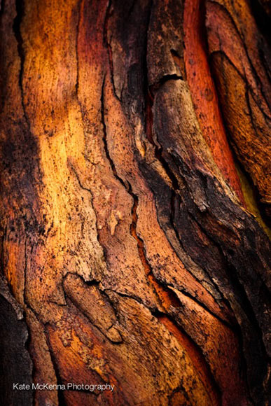 bark abstract