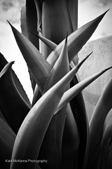 agave