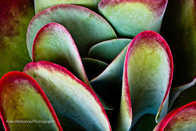 succulent leaves