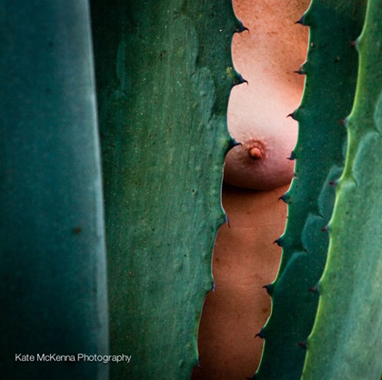 bosom and cactus