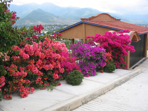 oaxaca bed and breakfast